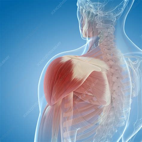 Shoulder Muscles Artwork Stock Image F0055455 Science Photo Library