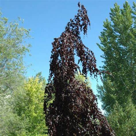 Fagus Sylvatica ‘purple Fountain Kiefer Nursery Trees Shrubs