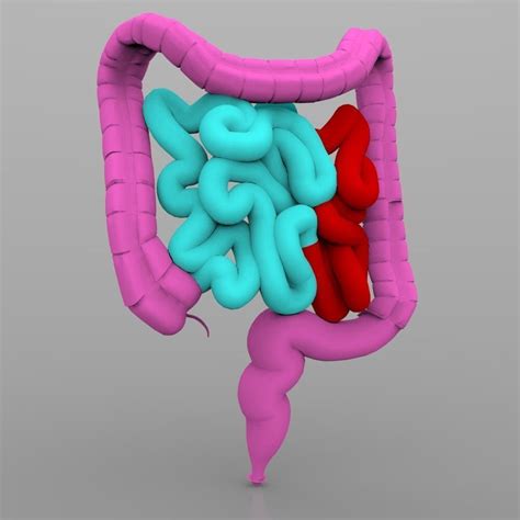 Intestines Male 3d Model Cgtrader
