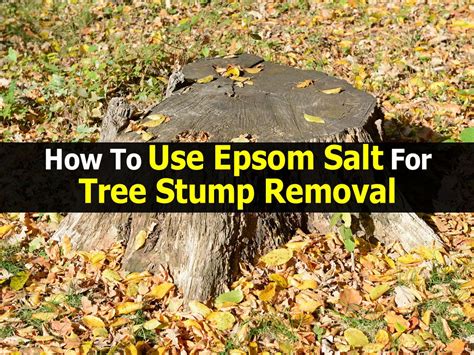 How To Use Epsom Salt For Tree Stump Removal