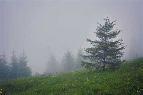 Tree In The Meadow In The Mist Stock Image Image Of Plant