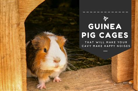 Best Large Guinea Pig Cages Guide Diy And Reviews 2019
