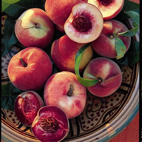 how to grow peaches growing peaches gardening gardening 101 how to grow fruit growing fruit