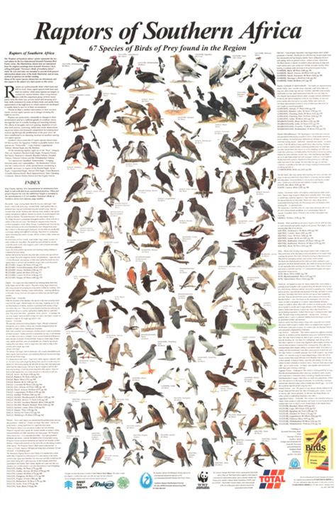 Raptors Of Southern Africa Classic Edition Korck Posters
