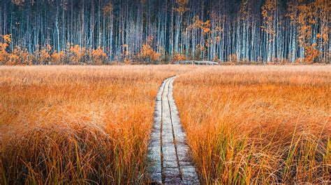 471022 Grass Sweden Fall Path Plants Forest Mocah Hd Wallpapers