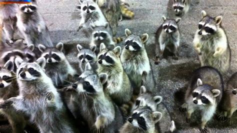 Синоним a lot of people 'a lot' is the correct grammar in that sentence. Hungry Raccoons Surround Father And Daughter - YouTube