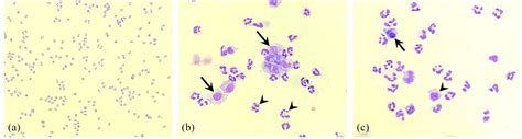 Subarachnoid Diverticulum Associated With Feline Infectious Peritonitis