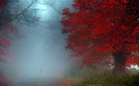 Wallpaper Sunlight Landscape Forest Fall Nature Red