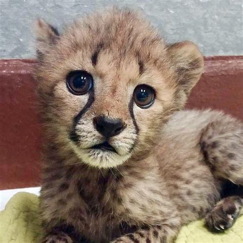 This Baby Cheetah Is Only A Few Weeks Old Weighing In At 64 Lbs Aww
