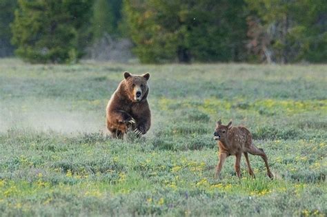 The Return Of The Grizzly And Bear Hunting In The West