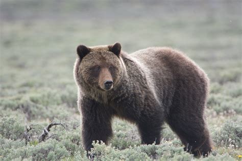 Biologists Will Capture Yellowstone Grizzly Bears To Monitor Population