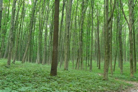 Slender Trees In Young Forest Green In Summer Stock Photo Image Of