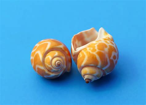 Snailmolluscummarinesea Shellssea Snail Free Image From