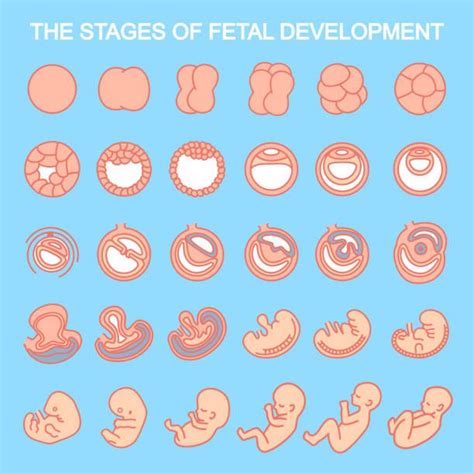 Human Embryo Illustrations Royalty Free Vector Graphics Clip Art