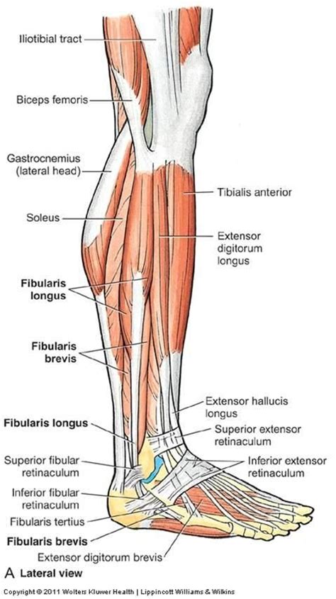 Lateral Leg Muscles Flashcards Anatomy Leg Ankle Joint Features To Note On Tibia