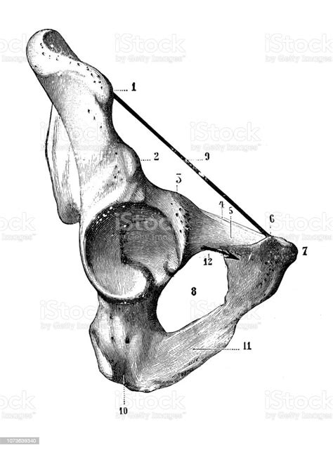 Antique Illustration Of Human Body Anatomy Bones Hip Bone Stock
