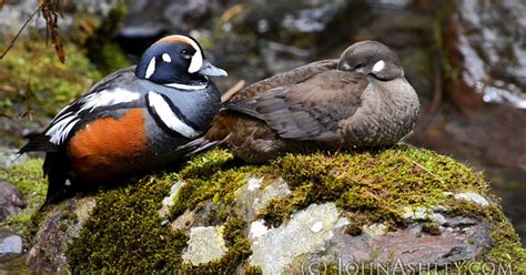 Wild And Free Montana Harlequin Duck Highlights