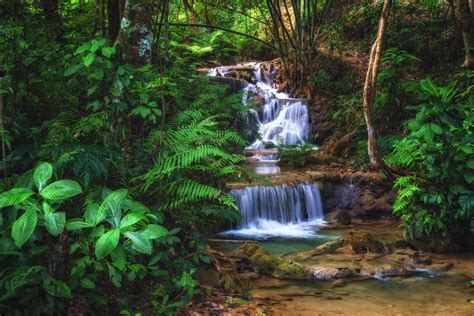 Jungle Sounds Of Relaxing Waterfall And Birds For Meditation Sleep