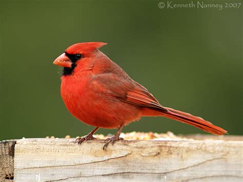 North Central Texas Birds Northern Cardinal