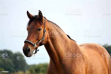 Beautiful Bay Horse Portrait In Summer Stock Photo Download Image Now