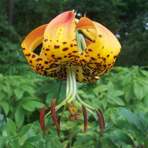 You can choose one or all of them for your garden without a doubt! Carolina Lily (Lilium michauxii) Plants | Growing Wild Nursery
