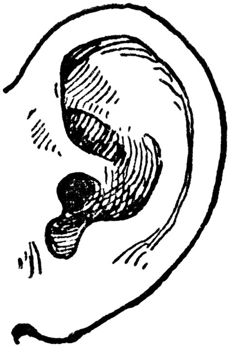 Picture Of Ear Clipart Best