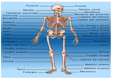 Los Huesos Del Cuerpo Humano Y Sus Partes Riset