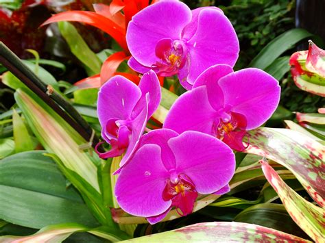 The top countries of suppliers are india, china, and taiwan. Garden Housecalls - 5 Holiday Plants You Can Keep Going