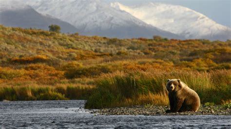 Kodiak Bear Wildlife Wild Alaska Live