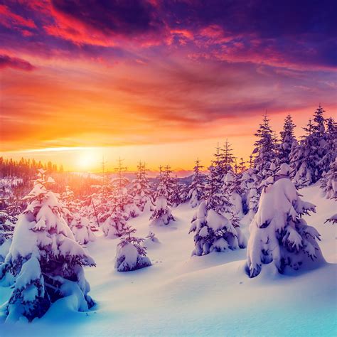 Snow Forest Wallpaper 61 Images