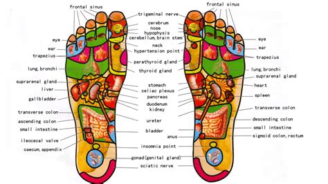 What Is Foot Reflexology Foot Massage And Benefits How To Do Foot Reflexology Step By Step