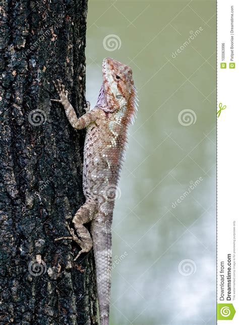 Blue Crested Lizard Camouflaging In Red Stock Photo Image Of Wildlife
