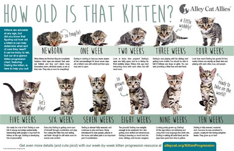 the highs and lows of kitten season roanoke valley society for the prevention of cruelty to