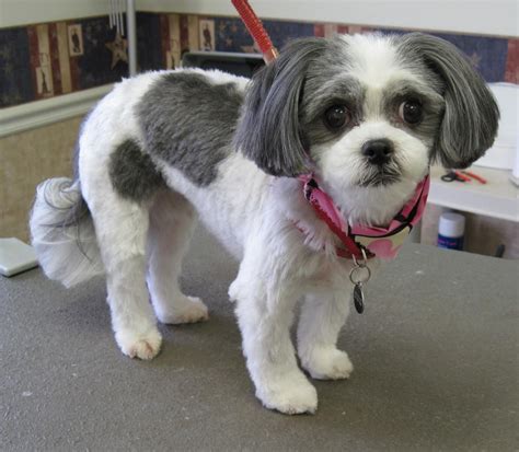 I believe, their hair cut can make them look absolutely adorable or it can make them look homely. Shih tzu grooming, Shih tzu dog, Shih tzu haircuts