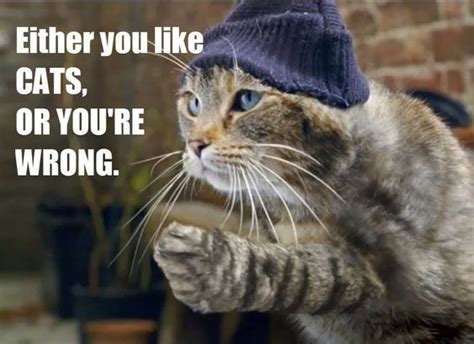 Top 25 Thug Life Cat Memes Quotes And Humor