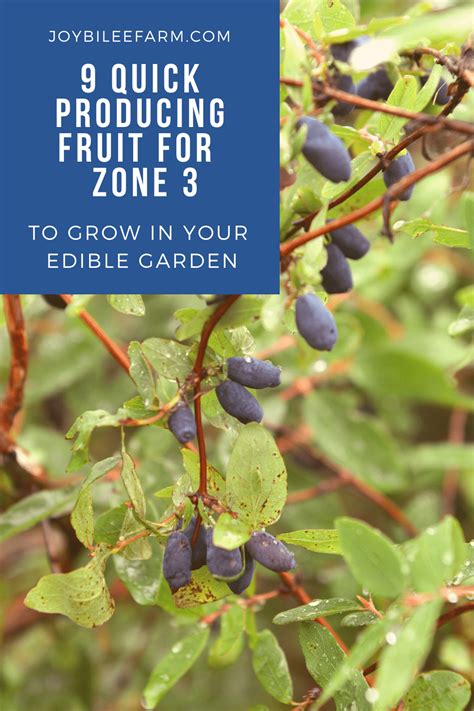 Quick Producing Fruit To Grow In Your Edible Garden In Zone
