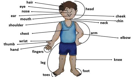 Parts Of The Body For Class 1 Class 1 Evs Body Parts Class 1 Body