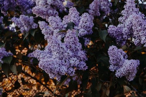 картинки сирень цветок Лаванда пурпурный Синий Фиолетовый весна