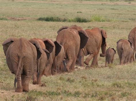 AFRICA: Migration as a solution to the overpopulation of elephants in