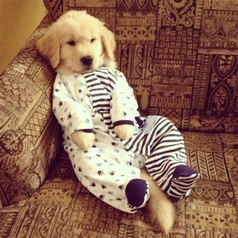 Pawjamas In 2020 Puppies In Pajamas Dog Pajamas Cute Animals