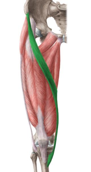 Sartorius Muscle