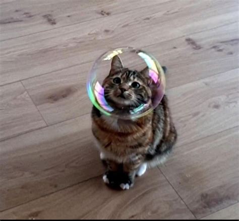 Cat With Bubble Best Funny Pictures Cute Pictures Funny Animals Cute