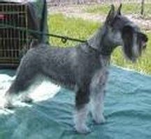 Maybe you would like to learn more about one of these? How to Cut your Schnauzer with ease | eHow