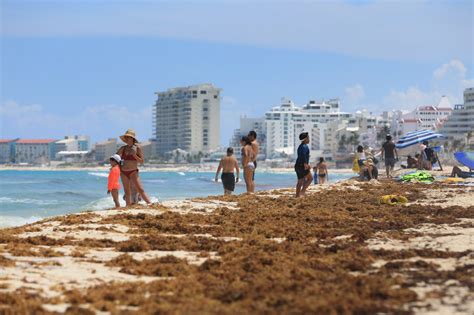 Estas Son Las Playas M S Limpias De Sargazo En Quintana Roo Este De Mayo Poresto