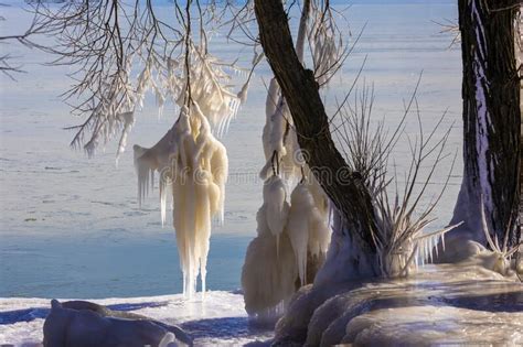 Ice Icicles On Tree Branches On The Shores Of Lake Michigan Stock Image