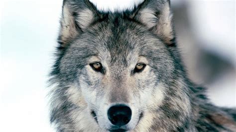 Hd Wolf Wallpapers 1080p 71 Images