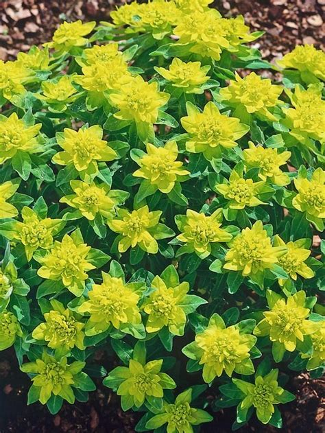 Best Ground Cover Plants Full Sun Ground Cover And Shrubs