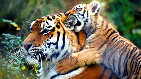 Tiger tiger pronunciation with meanings, synonyms, antonyms, translations, sentences and more which is the right way to pronounce the word potentate? Nepal to double its tiger population by 2018 - NewsNews