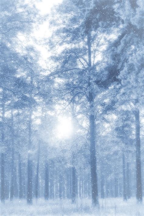 Free Download Rambling In Winter Forest 3000 X 1875 Forest Photography