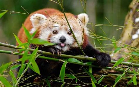 Tongue Out Red Panda Online Jigsaw Puzzles
